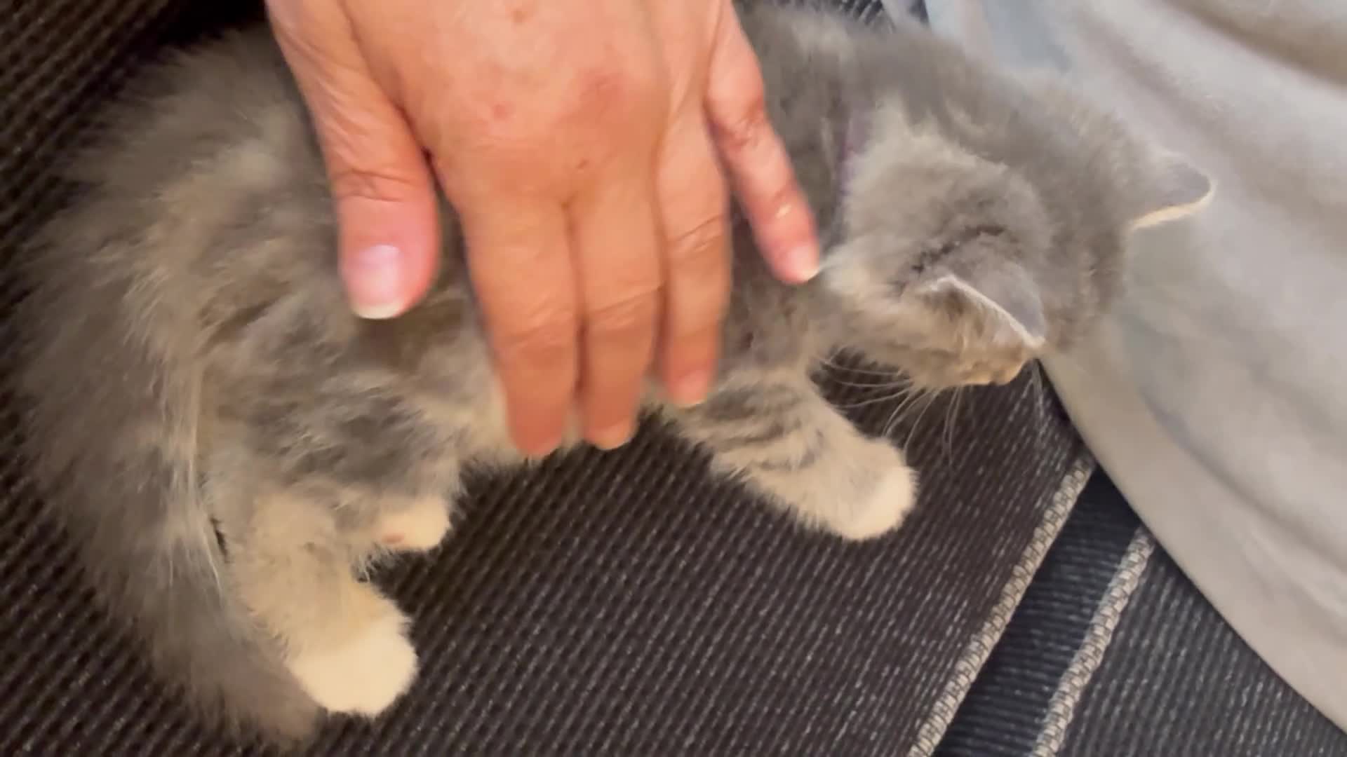 Ragcoon cats for sale: RAGCOONS ragdoll mainecoons  - Video 2