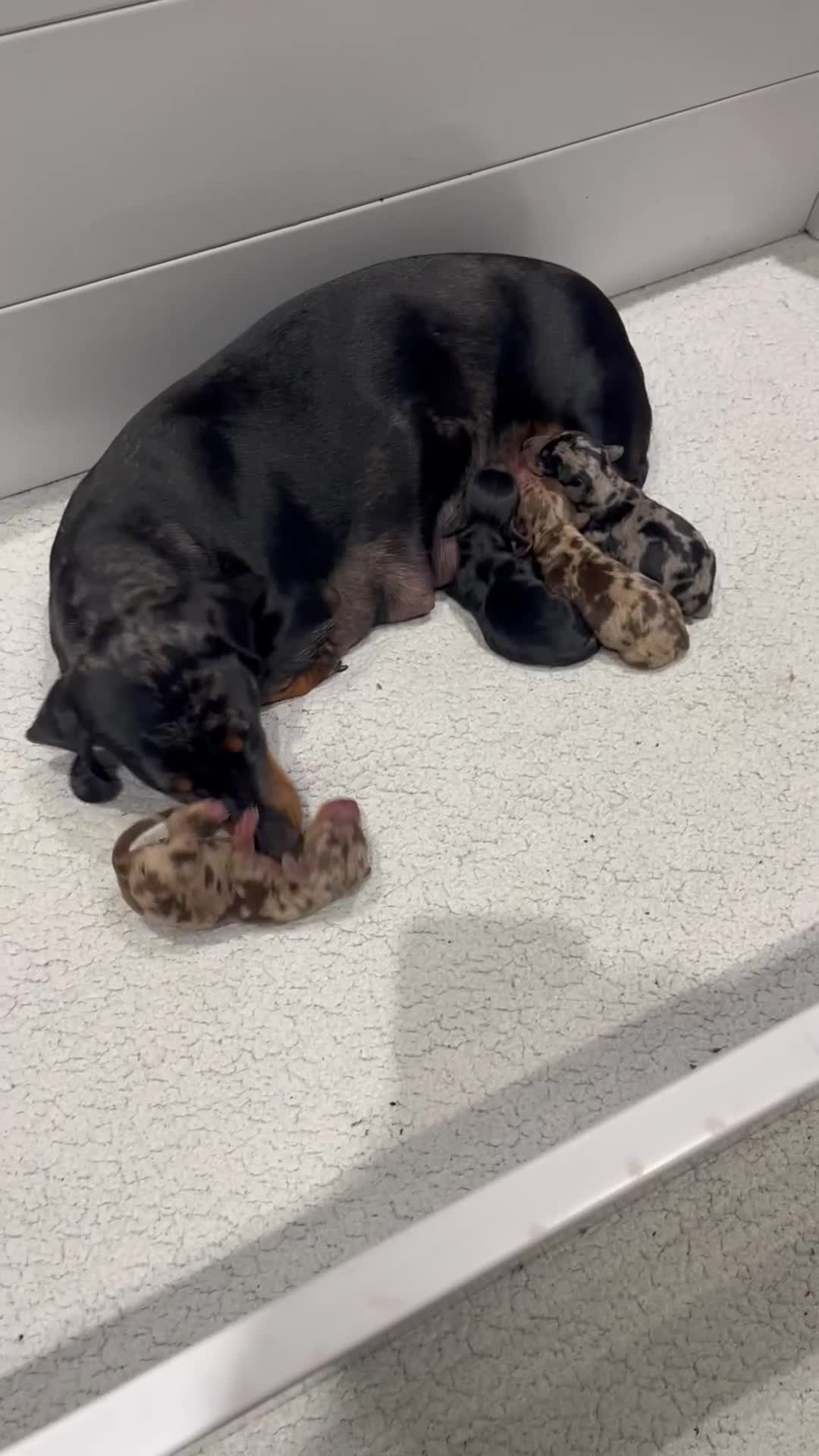 Miniature Dachshund dogs for sale: Absolutely stunning, very healthy dapple dachshund - Video 2