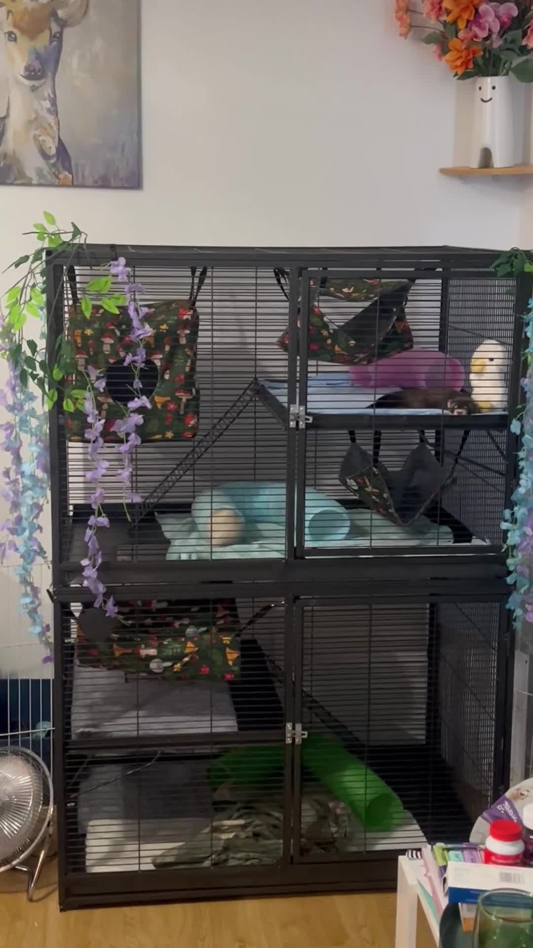 Ferret rodents for sale: Two beautiful boy ferrets with cage  in Chesterfield - Video 1