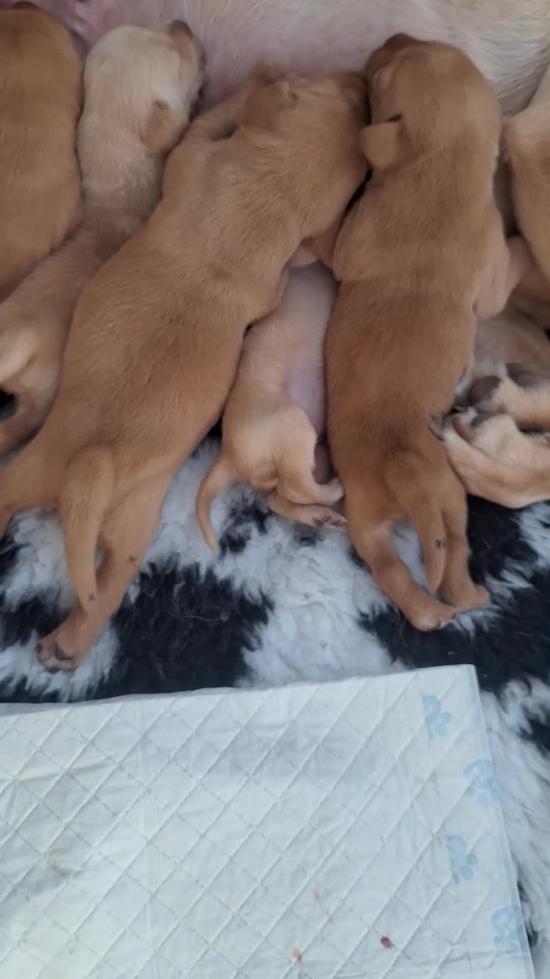 Labrador Retriever dogs for sale: Fox Red Labrador pups - Video 2
