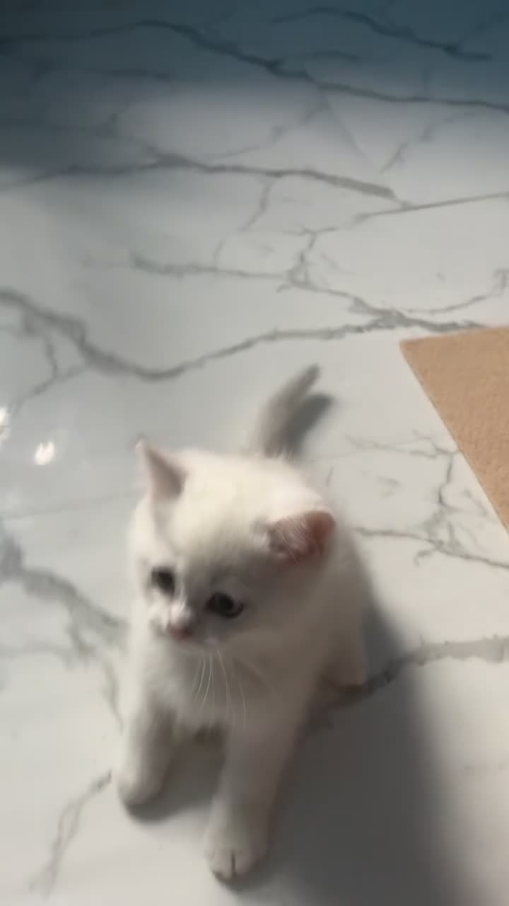 British Shorthair cats for sale: 1 bsh kitten left only 😻🏡✨ - Video 1