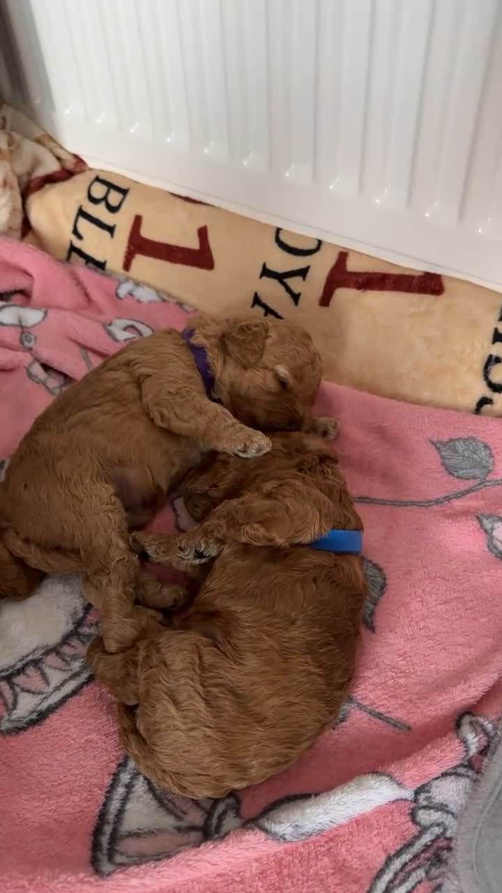 Cavapoo dogs for sale: Cavapoo puppies - Video 1
