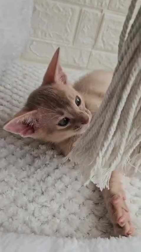 Abyssinian cats for sale: Abyssinian  - Video 3