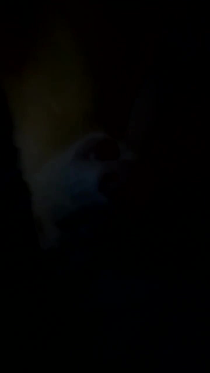Ferret rodents for sale: 3 ferrets they are not 55 either  - Video 3