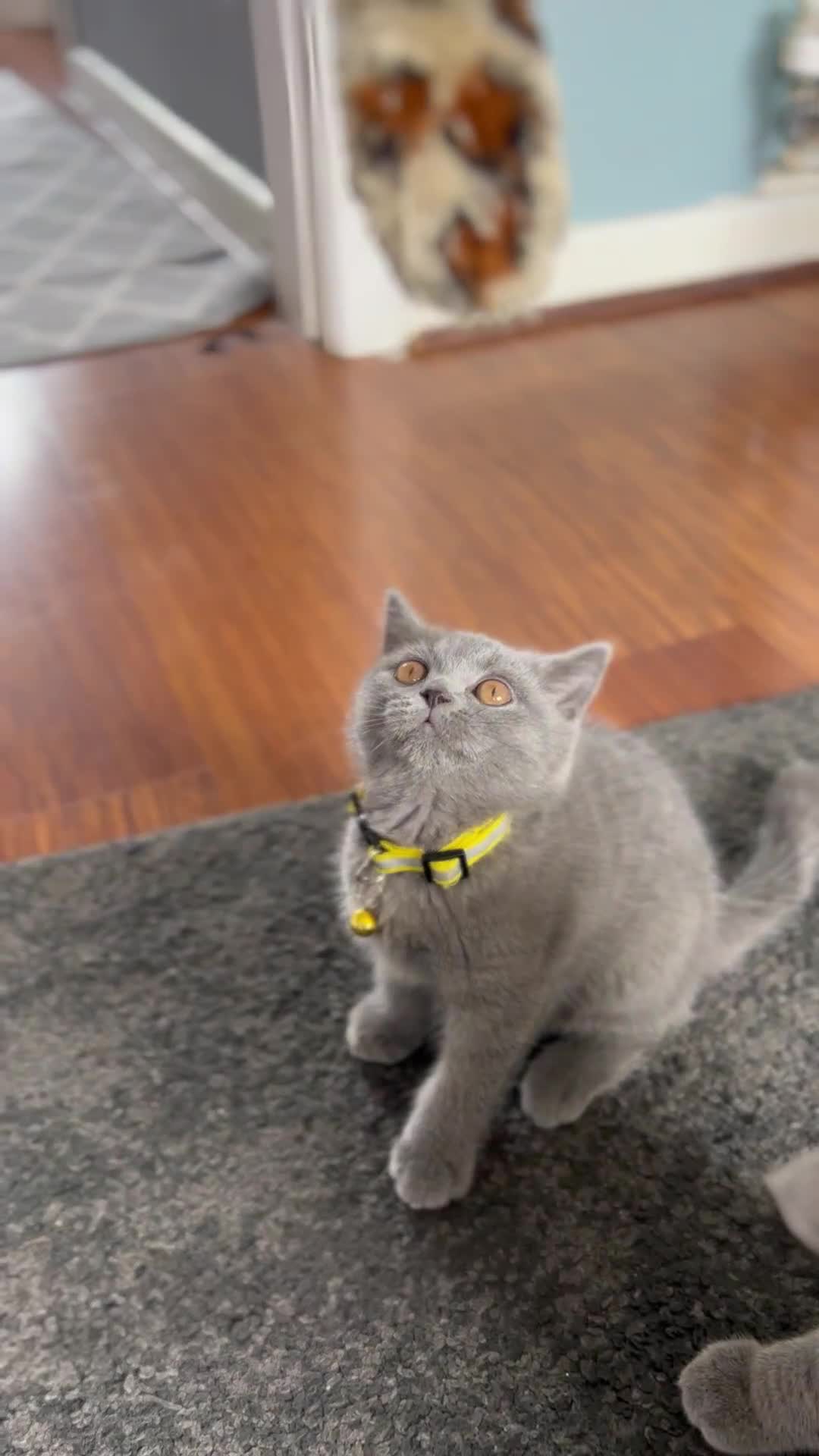 British Shorthair cats for sale: GCCF Reg. champ dad & lovely mom's 1st kittens! - Video 1