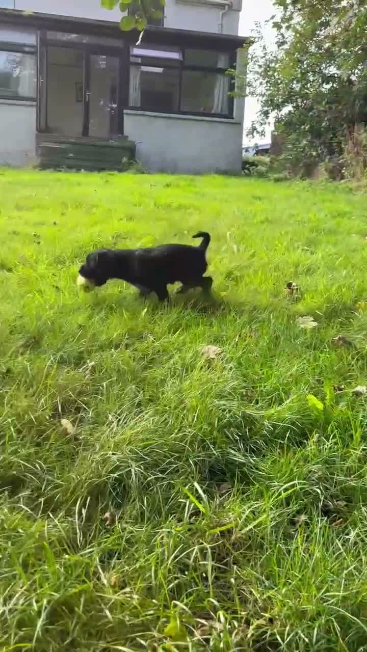 Mixed Breed dogs for sale: Gorgeous Huntaway X GWP Puppies in Turriff - Video 1