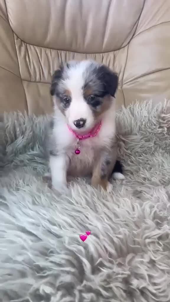 Australian Shepherd dogs for sale: Boys and girls available  - Video 1
