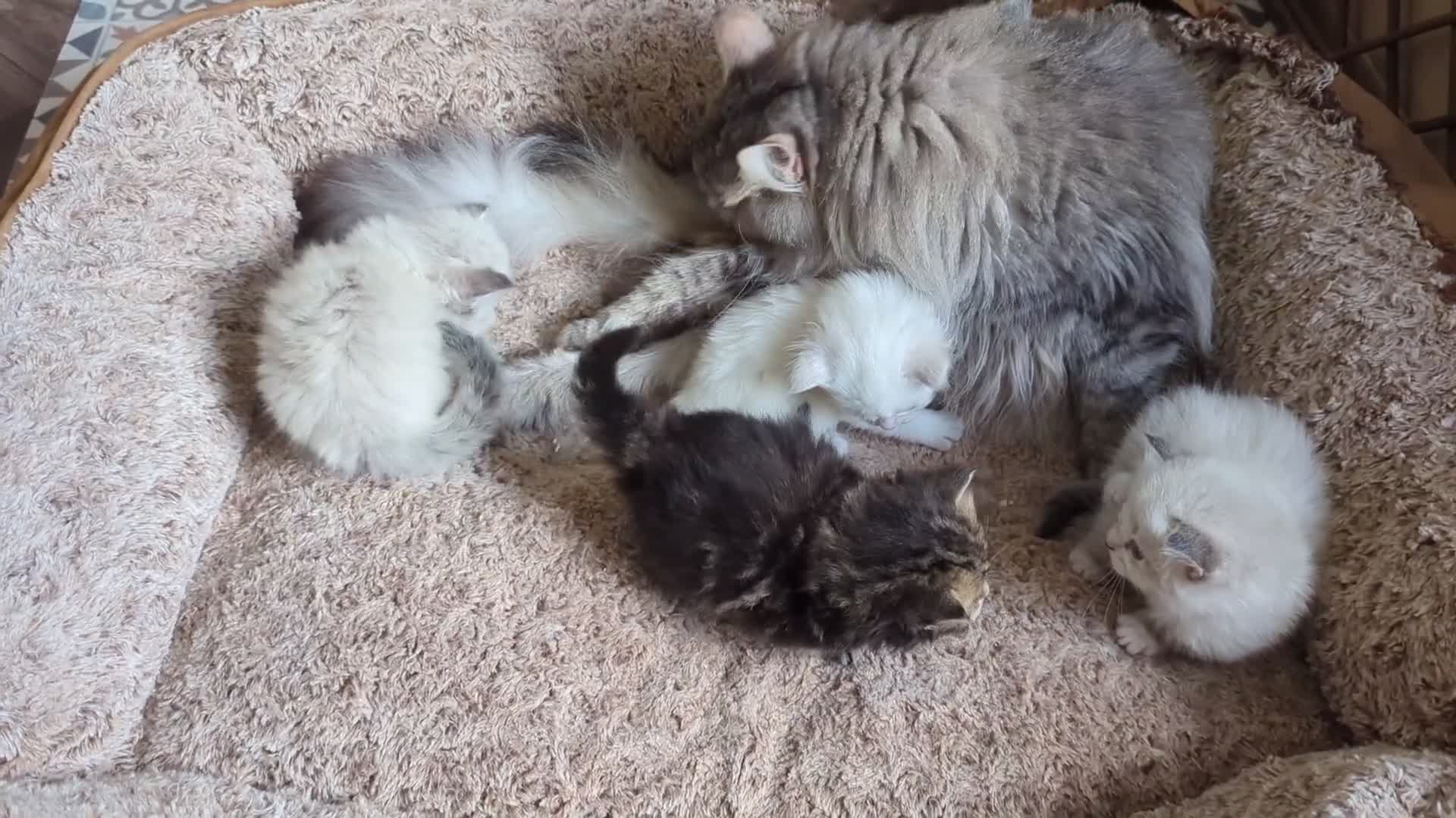 Siberian cats for sale: Hypoallergenic Champion Siberian Kittens-Ready JUL - Video 1