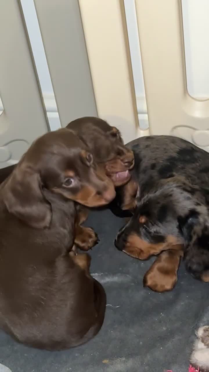 Doxiepoo dogs for sale: House trained READY NOW FOR THERE FOREVER HOMES ❤️ - Video 2