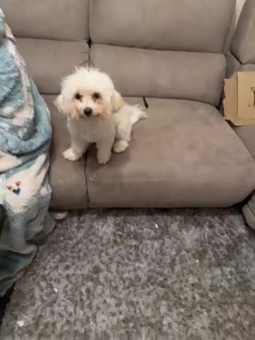 Poochon dogs for sale: Bianca - Video 1