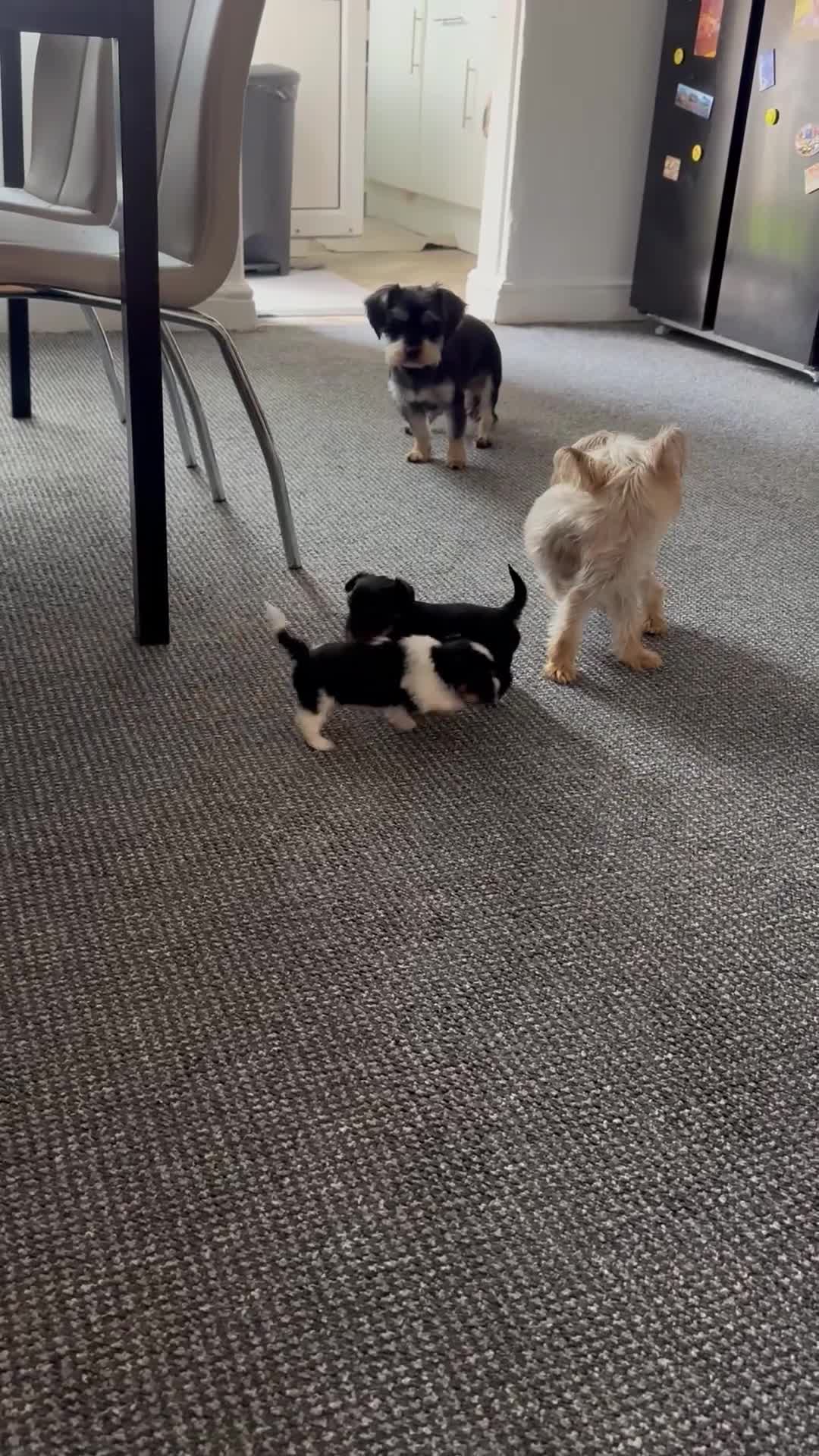 Yorkshire Terrier dogs for sale: Puppy Yorkshire terrier  - Video 1