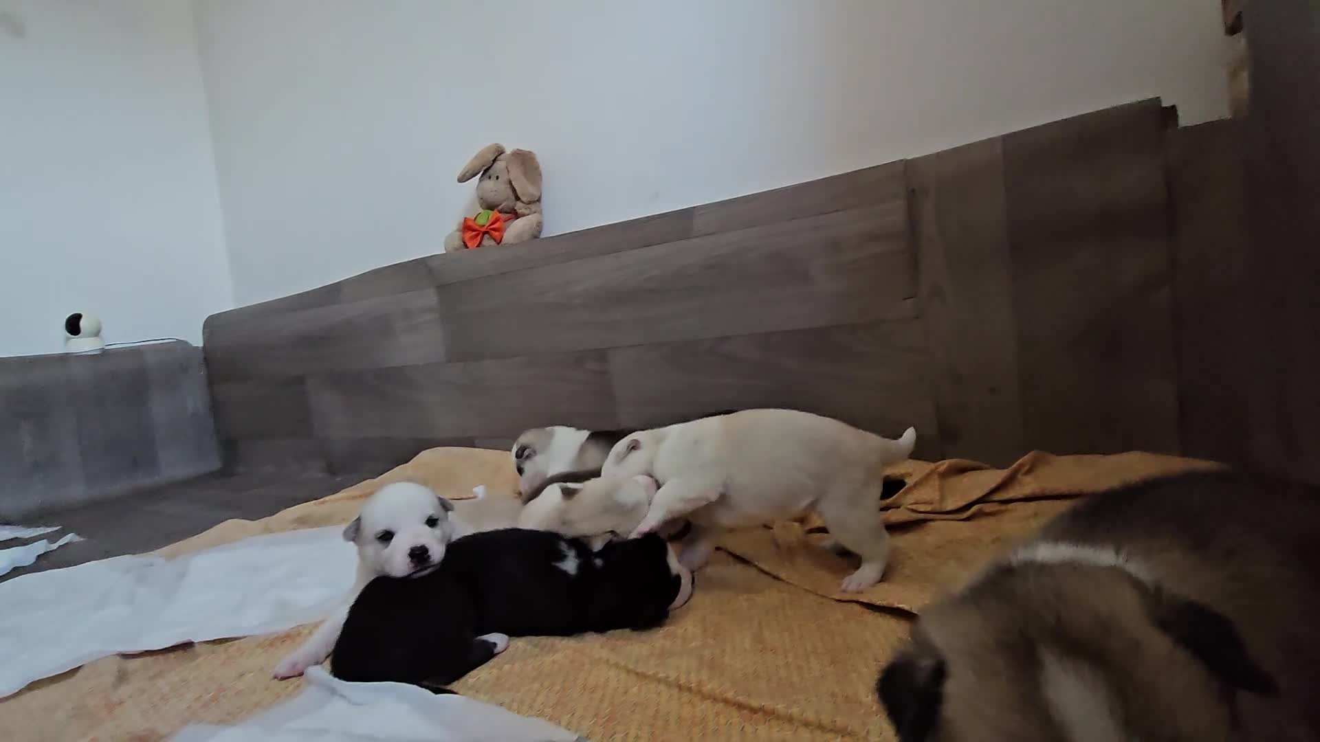 Huskita dogs for sale: Puppies for sale  - Video 1