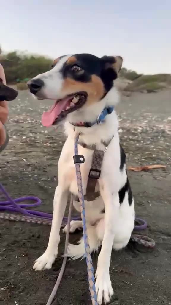 Mixed Breed dogs for adoption: Meet Comet – A Loyal Heart Waiting for His Chance - Video 4