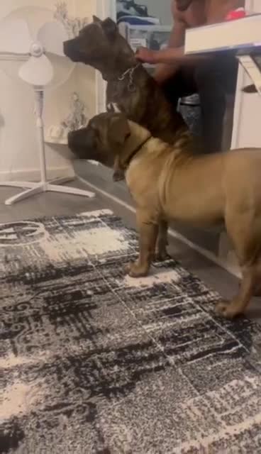 Presa Canario dogs for sale: I selling presa canario  - Video 1