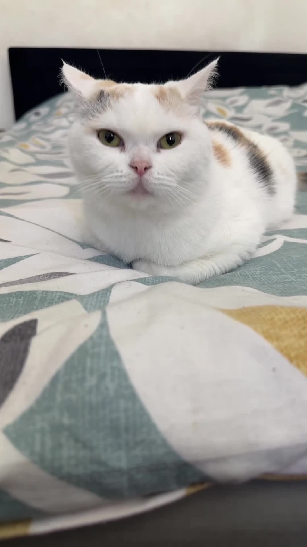 British Shorthair cats for sale: British short Hair - Video 1