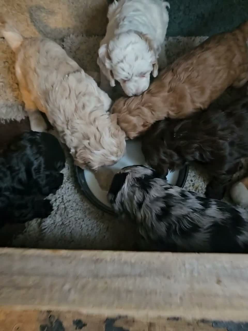 Cockapoo dogs for sale: Bautifull  cockerpoos  - Video 4