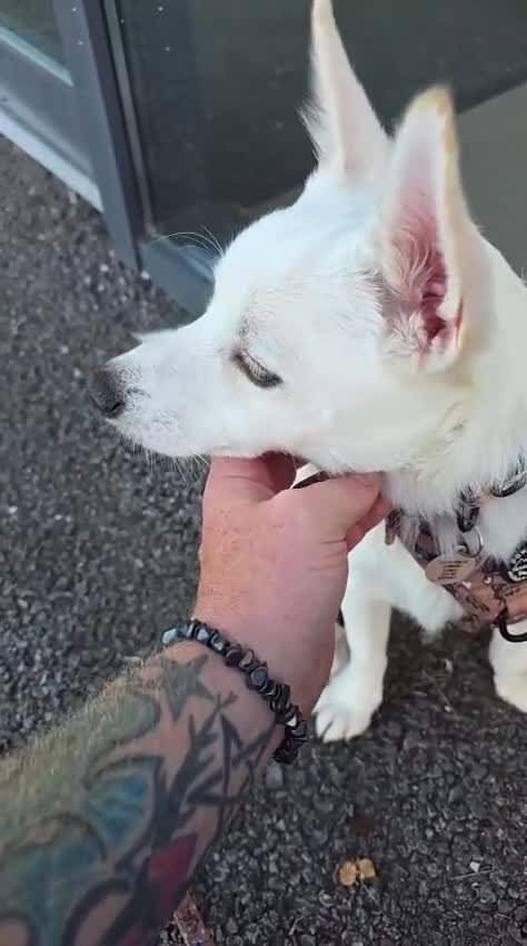 Mixed Breed dogs for sale: Damaranian in Swansea - Video 1