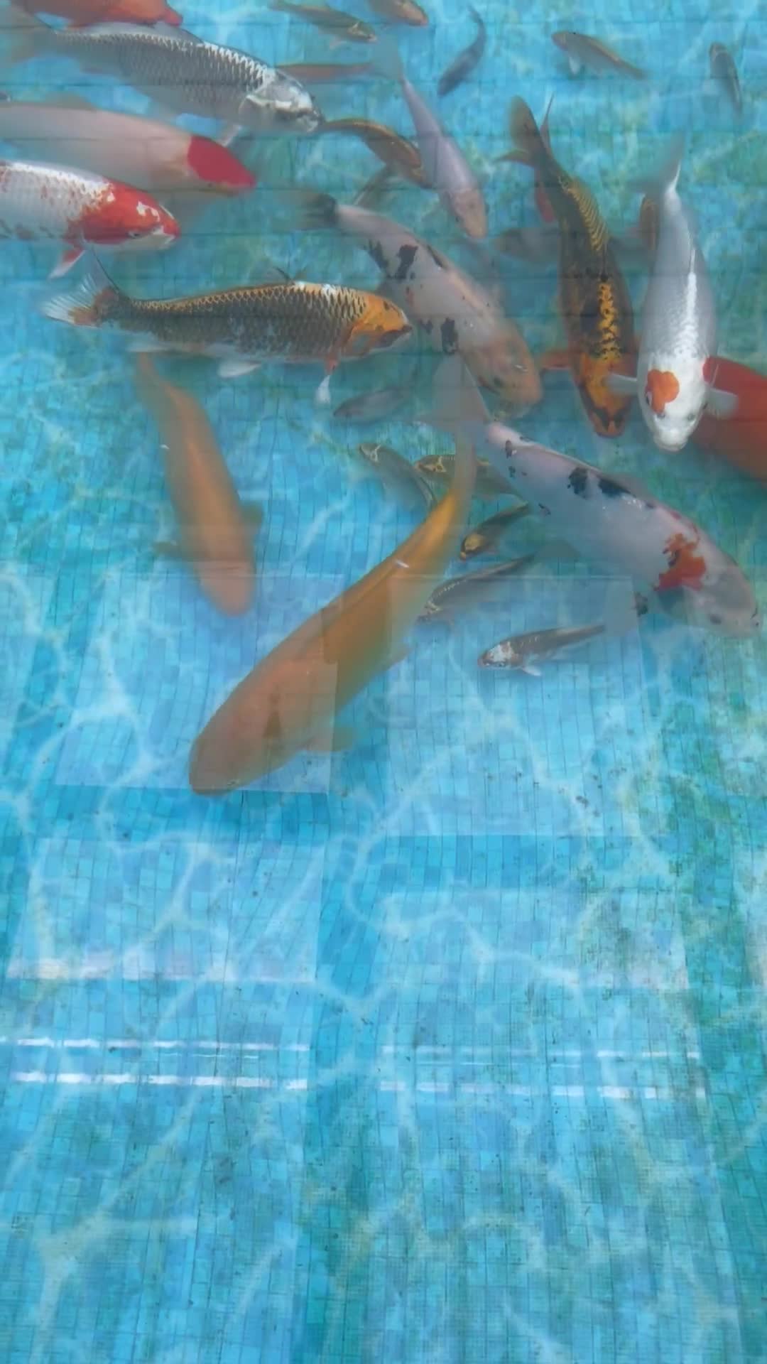 Koi Carp fish for sale: 💥QUALITY KOI CARP COLOURFUL NICE SELECTION💥 - Video 2