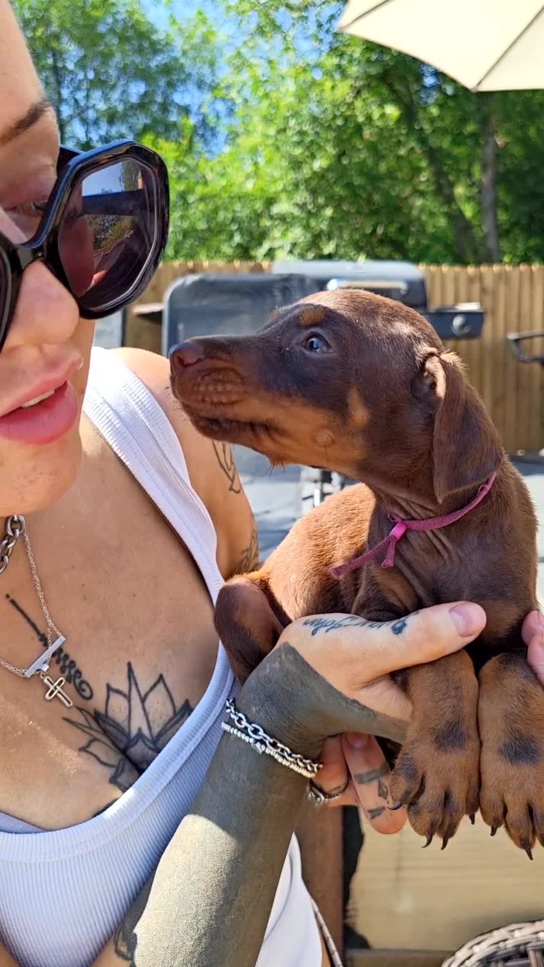 Dobermann dogs for sale: Beautiful family dobermans * 2 boys left * - Video 1