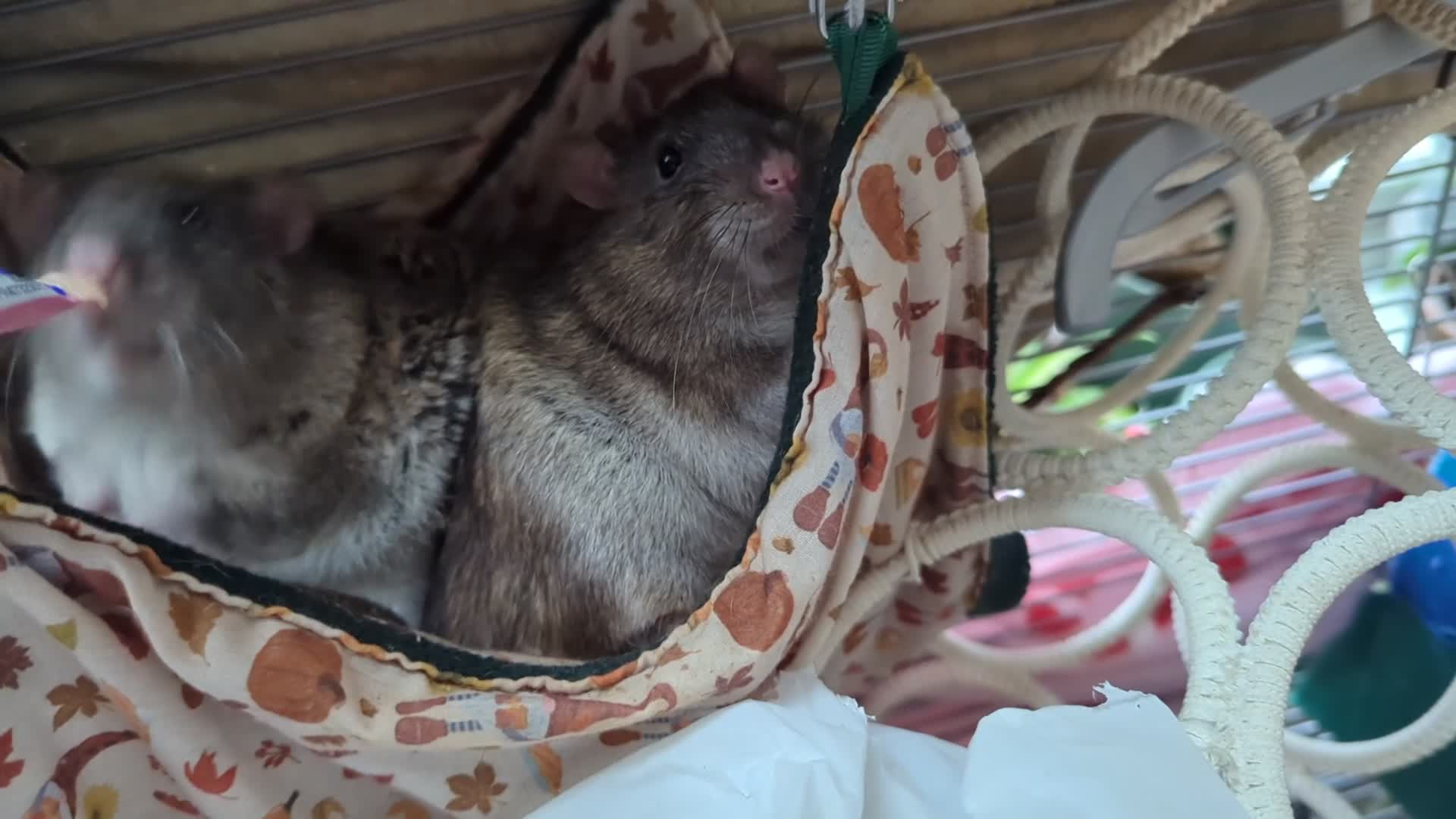 Rat rodents for sale: 10 month old male rats in North Shields - Video 1