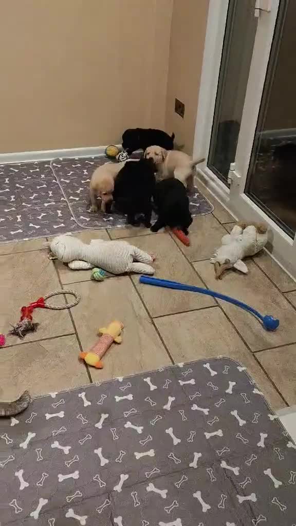 Labrador Retriever dogs for sale: Exceptional Home Raised Labrador Puppies in Nottingham - Video 2