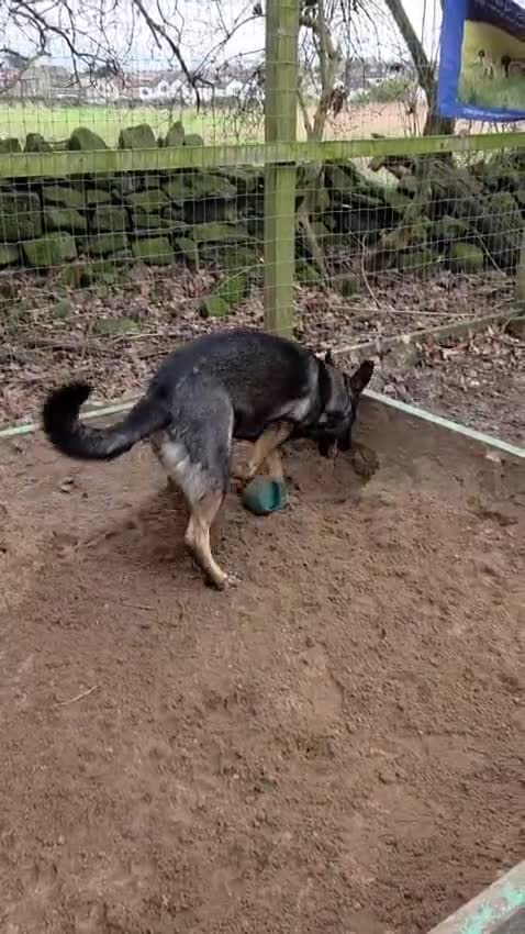 German Shepherd dogs for sale: Sasha - Video 1