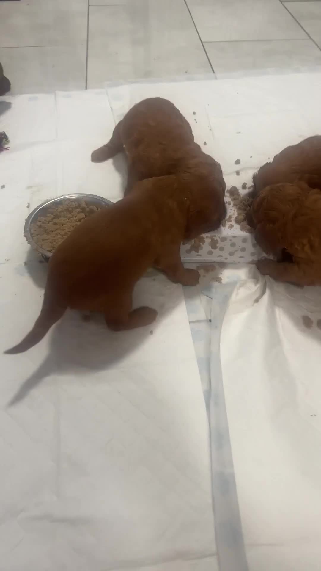 Cockapoo dogs for sale: Adorable F1B puppies born weekly pictures progress - Video 2