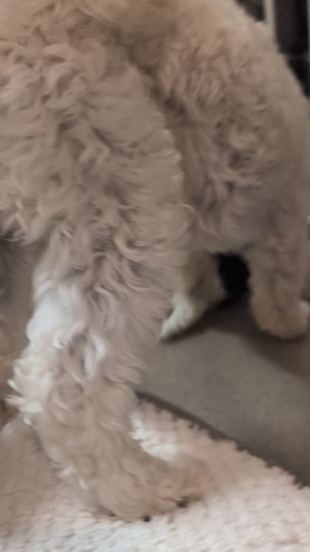 Shihpoo dogs for sale: Gorgeous shih-poo puppies - Video 1