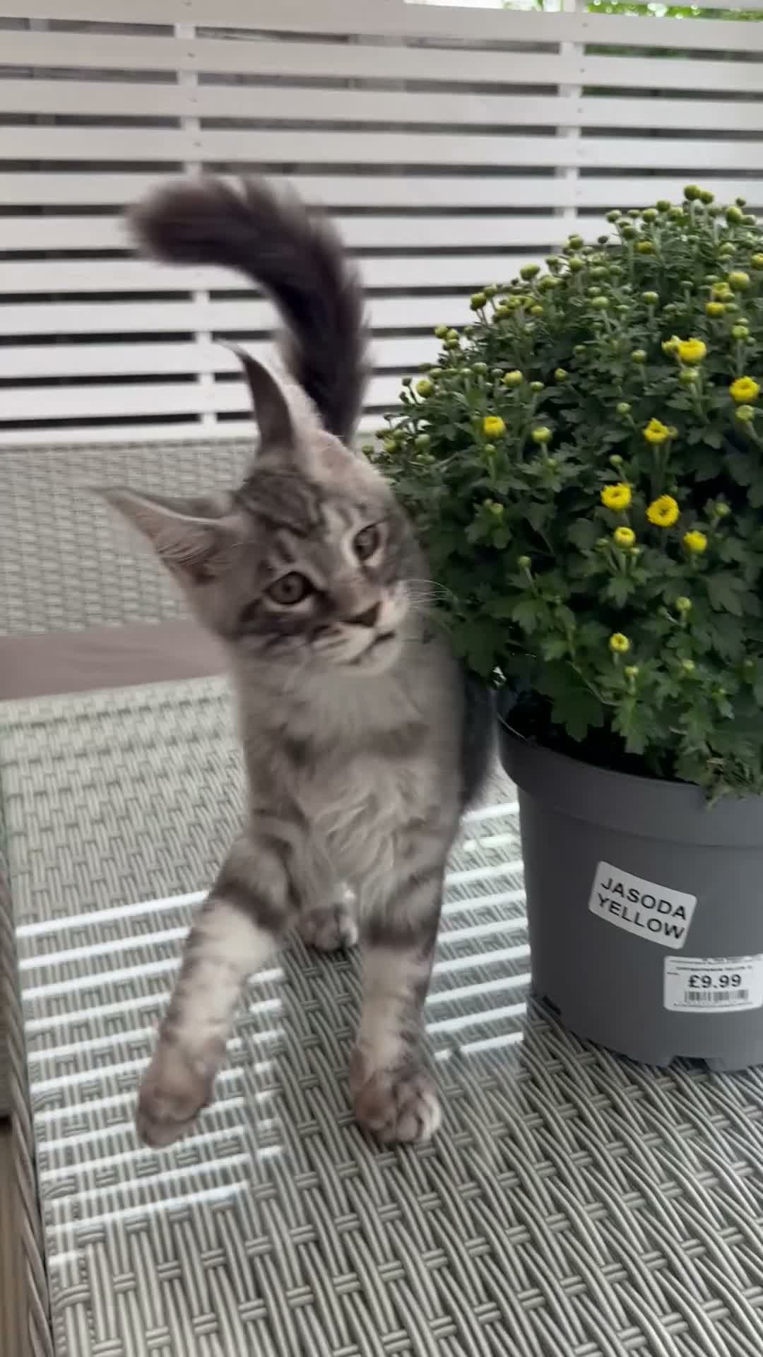 Maine Coon cats for sale: ✨2 Gorgeous Pure Breed Maine Coon Kittens✨ - Video 1