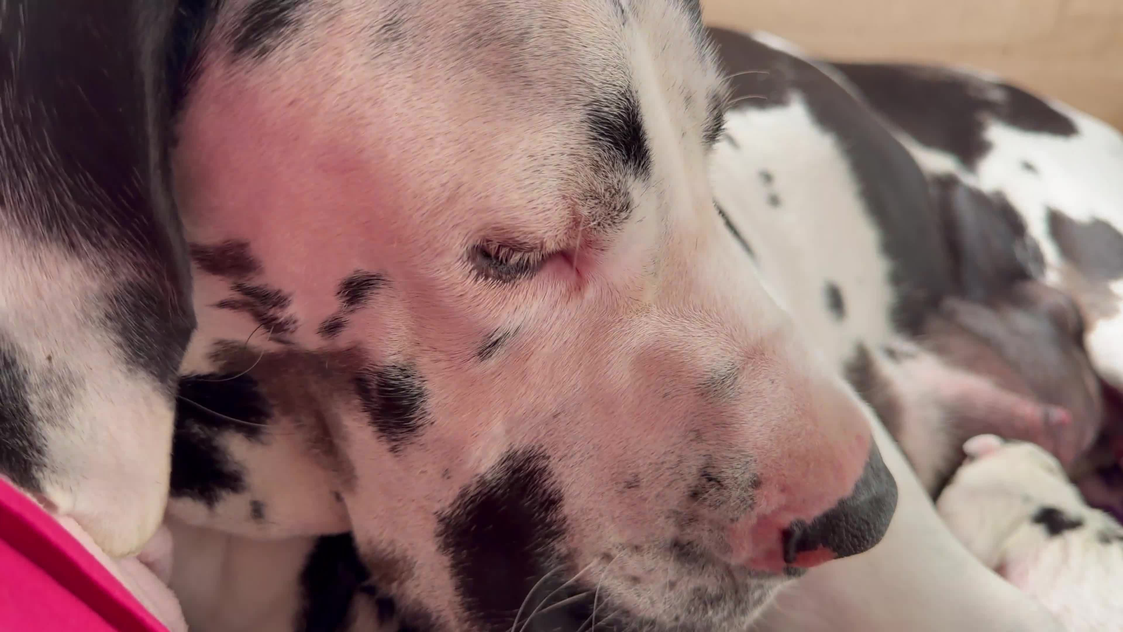 Great Dane dogs for sale: Outstanding beautiful Great Dane Puppies - Video 2