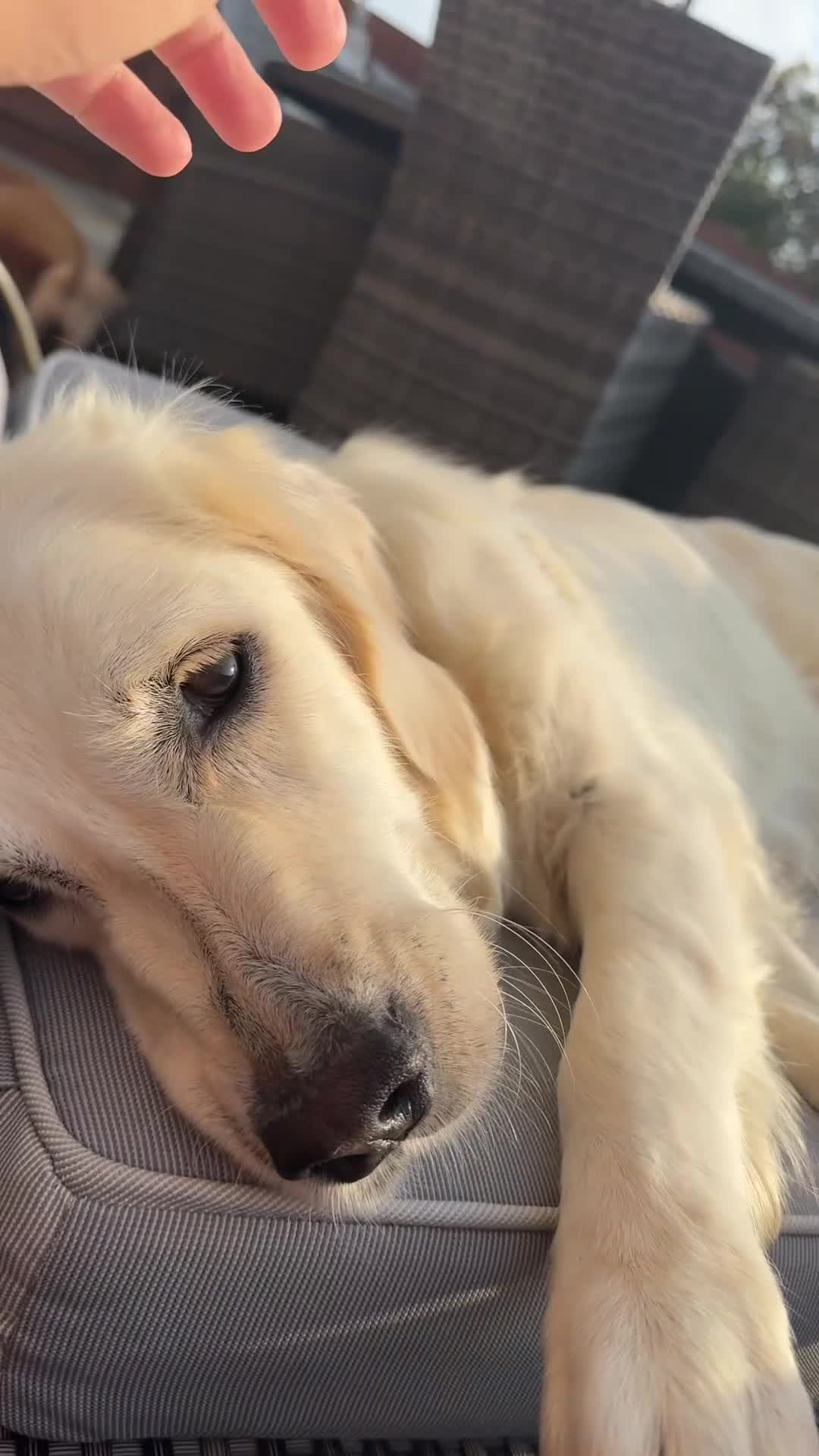 Golden Retriever dogs for sale: Adorable English cream golden retriever  - Video 2