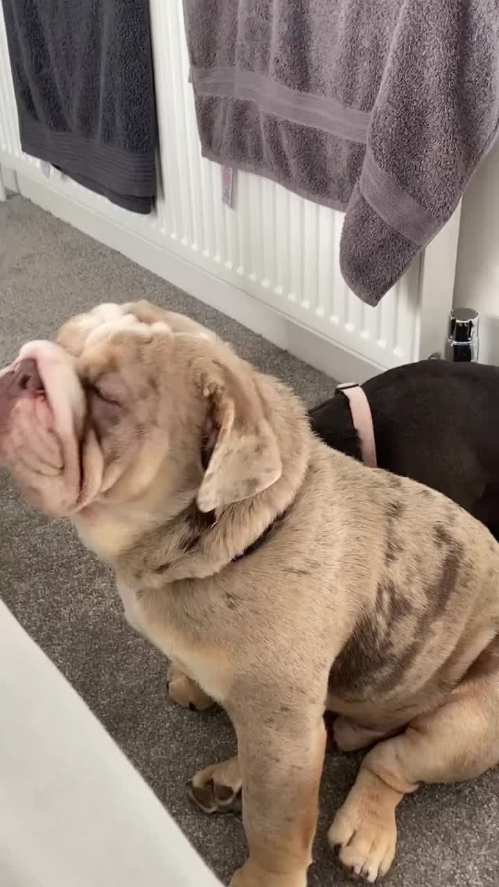 Mixed Breed dogs for sale: Lilac and tan tri Merle bulldog  - Video 2