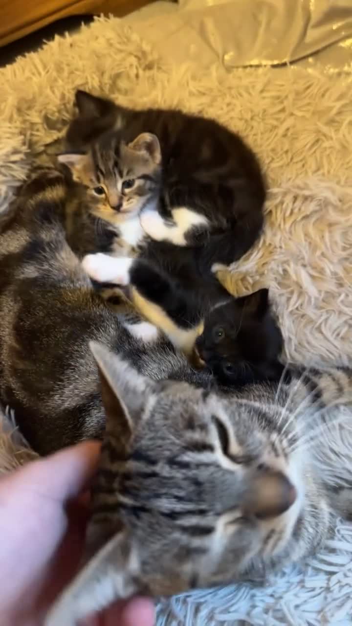 Domestic Shorthair cats for sale: **ONE GIRL LEFT** Female Tabby & Tuxedo Kittens - Video 5