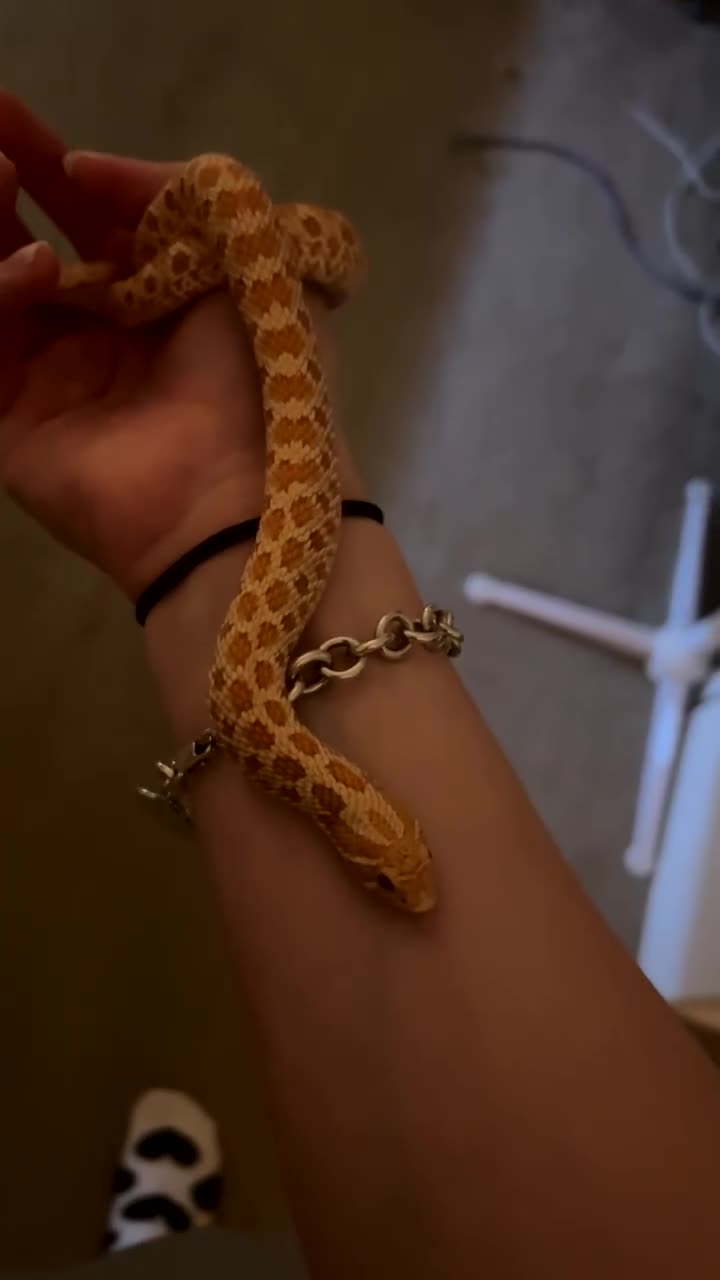 Snake reptiles for sale: Hognose snake - Video 2