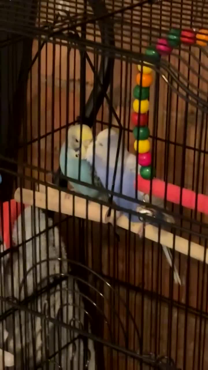 Budgerigars birds for sale: 2 budgies with cage  - Video 1