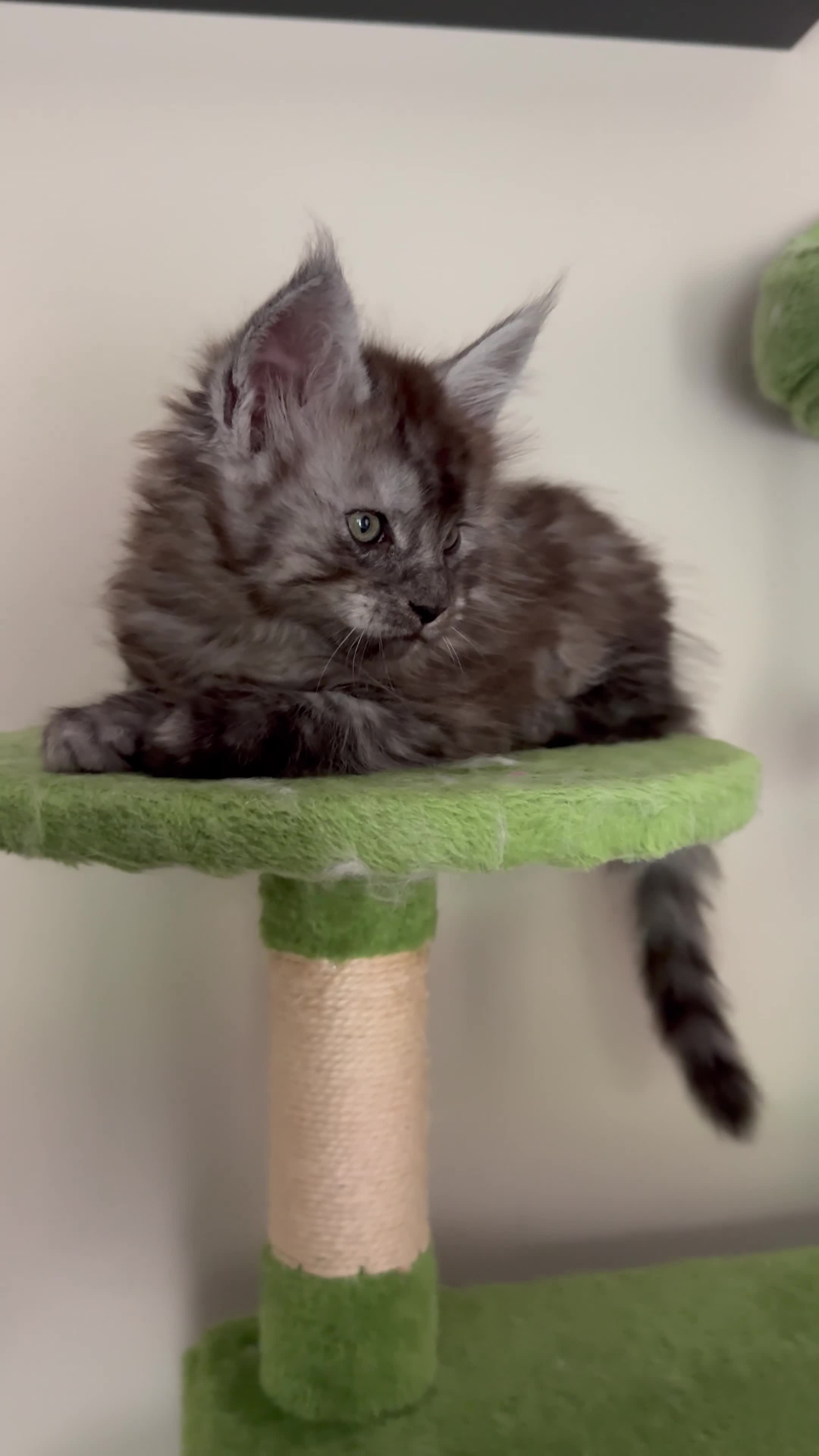 Maine Coon cats for sale: Champion blood line Mainecoon kittens  - Video 1