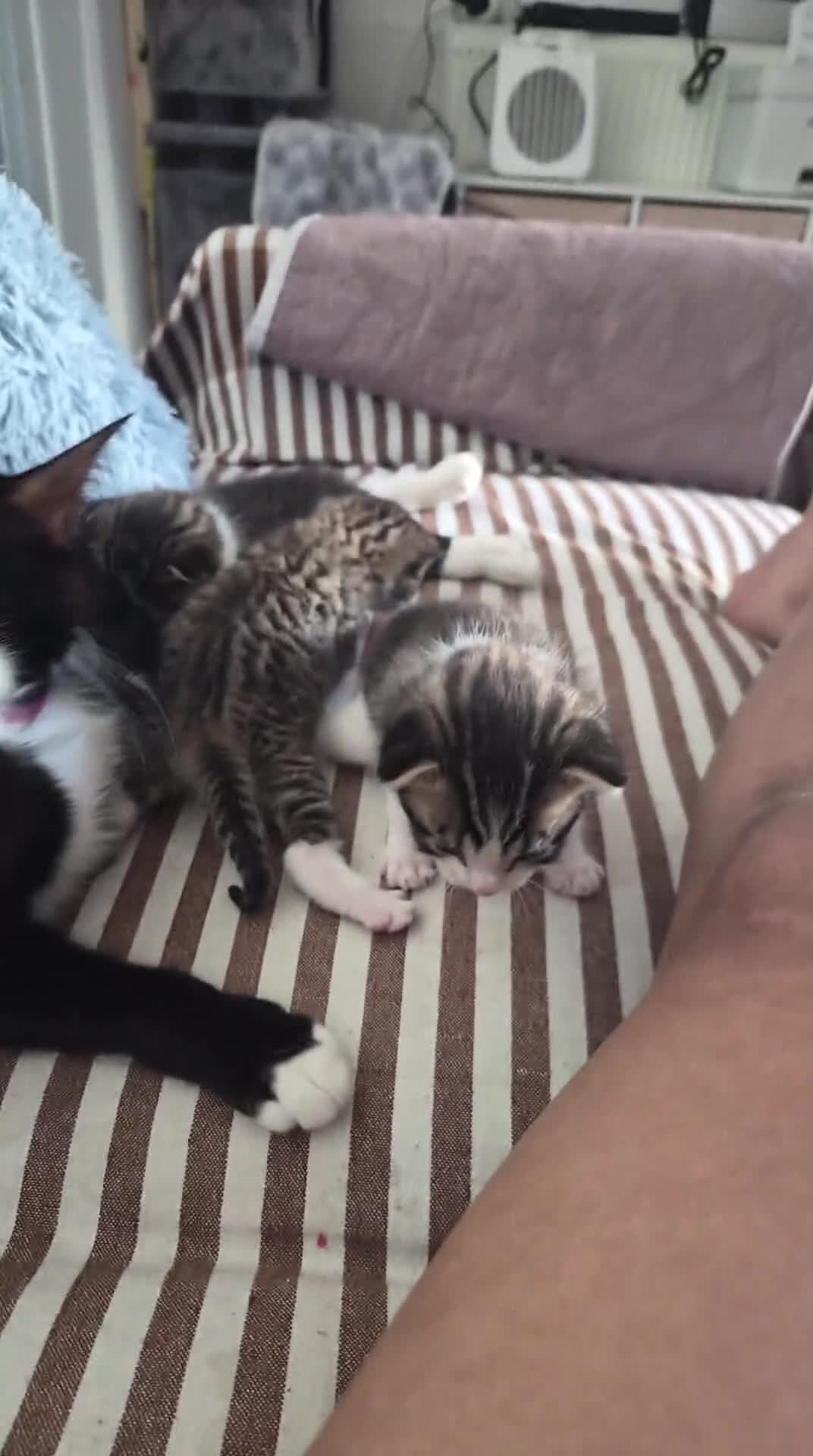 Mixed Breed cats for sale: Adorable and Playfull Kittens  - Video 2
