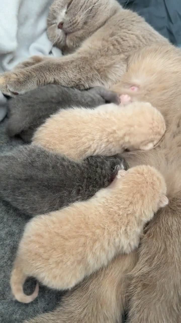 Scottish Fold cats for sale: Scottish fold x British blue kittens  in Faversham - Video 1