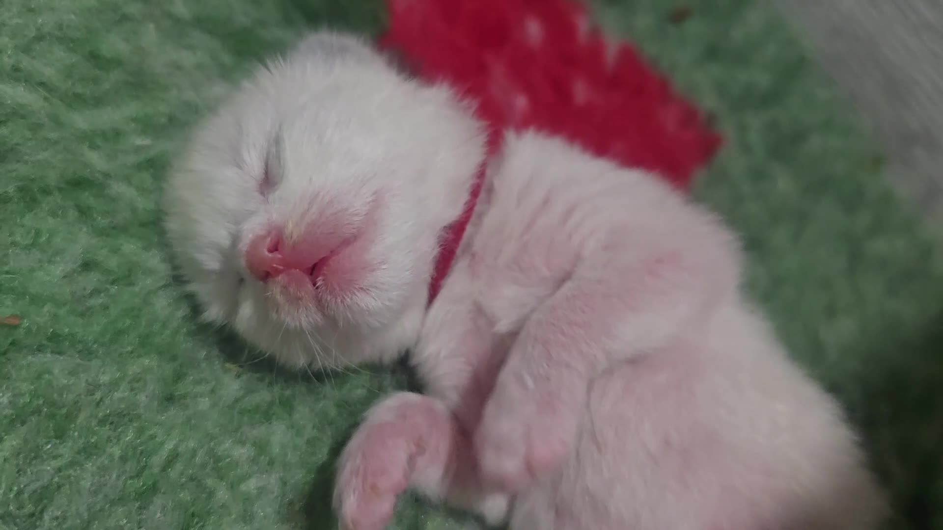 Ragdoll cats for sale: Ragdoll Kittens - Video 2
