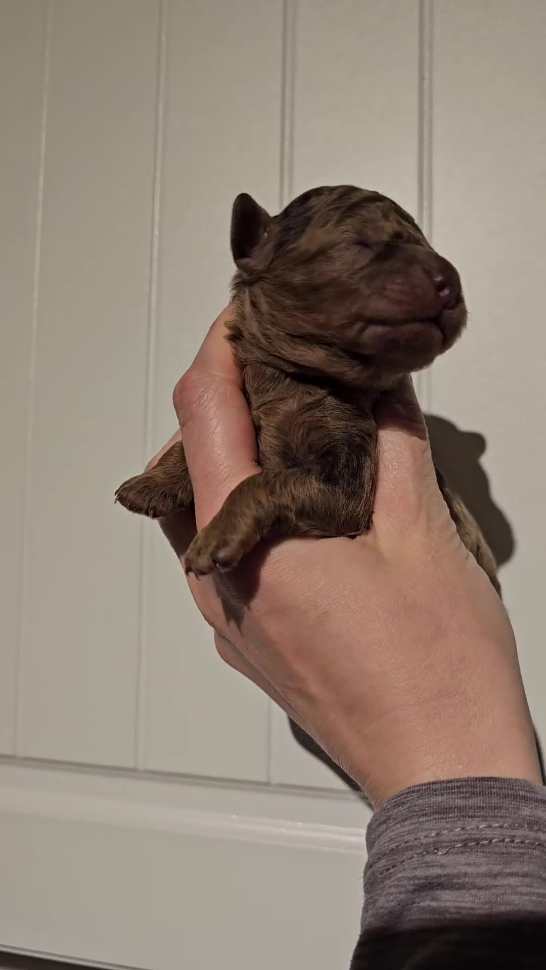 Cavapoo dogs for sale: Stunning Quality F1b Cavapoos - Video 1