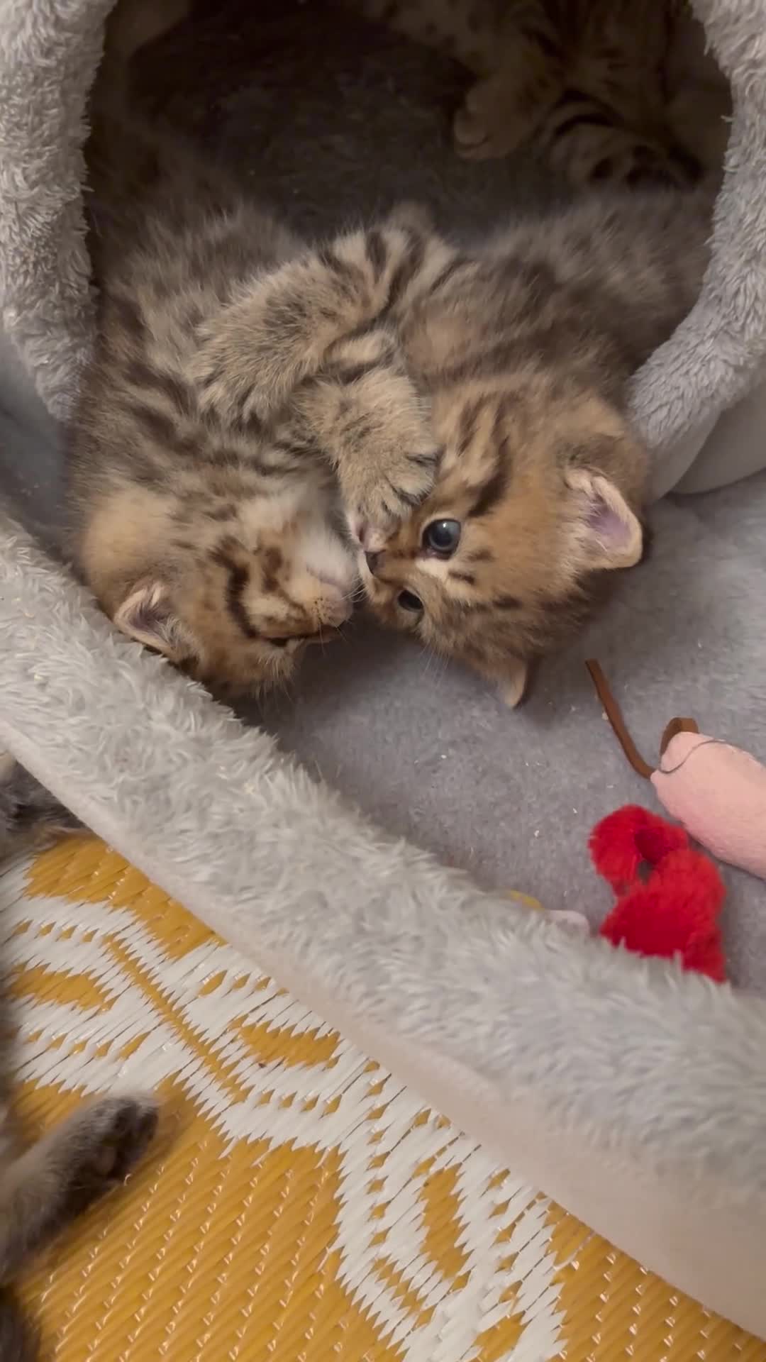 British Shorthair cats for sale: British Shorthair boys  - Video 3