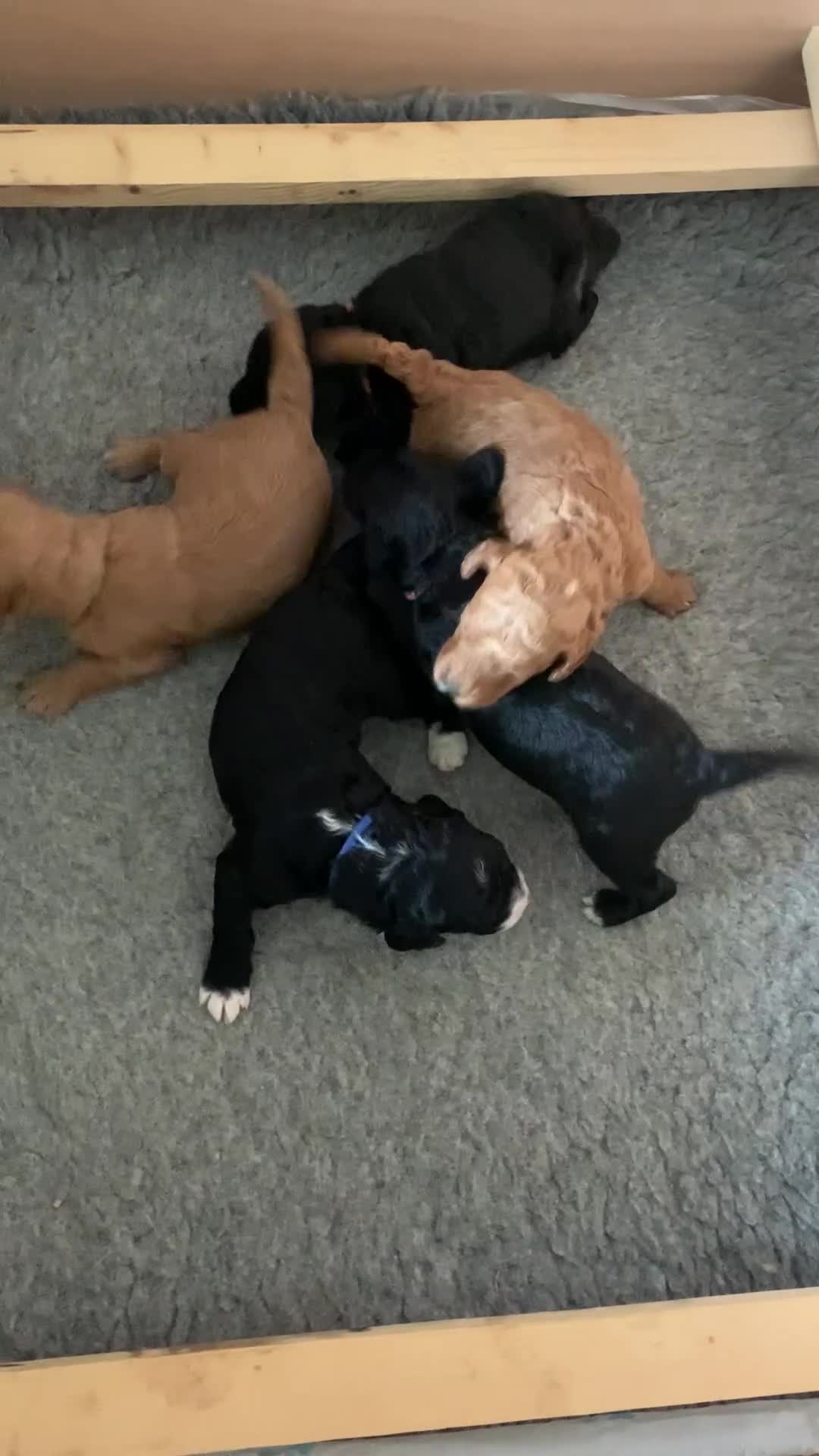 Labradoodle dogs for sale: F1b Miniature Labradoodle Puppies  - Video 1