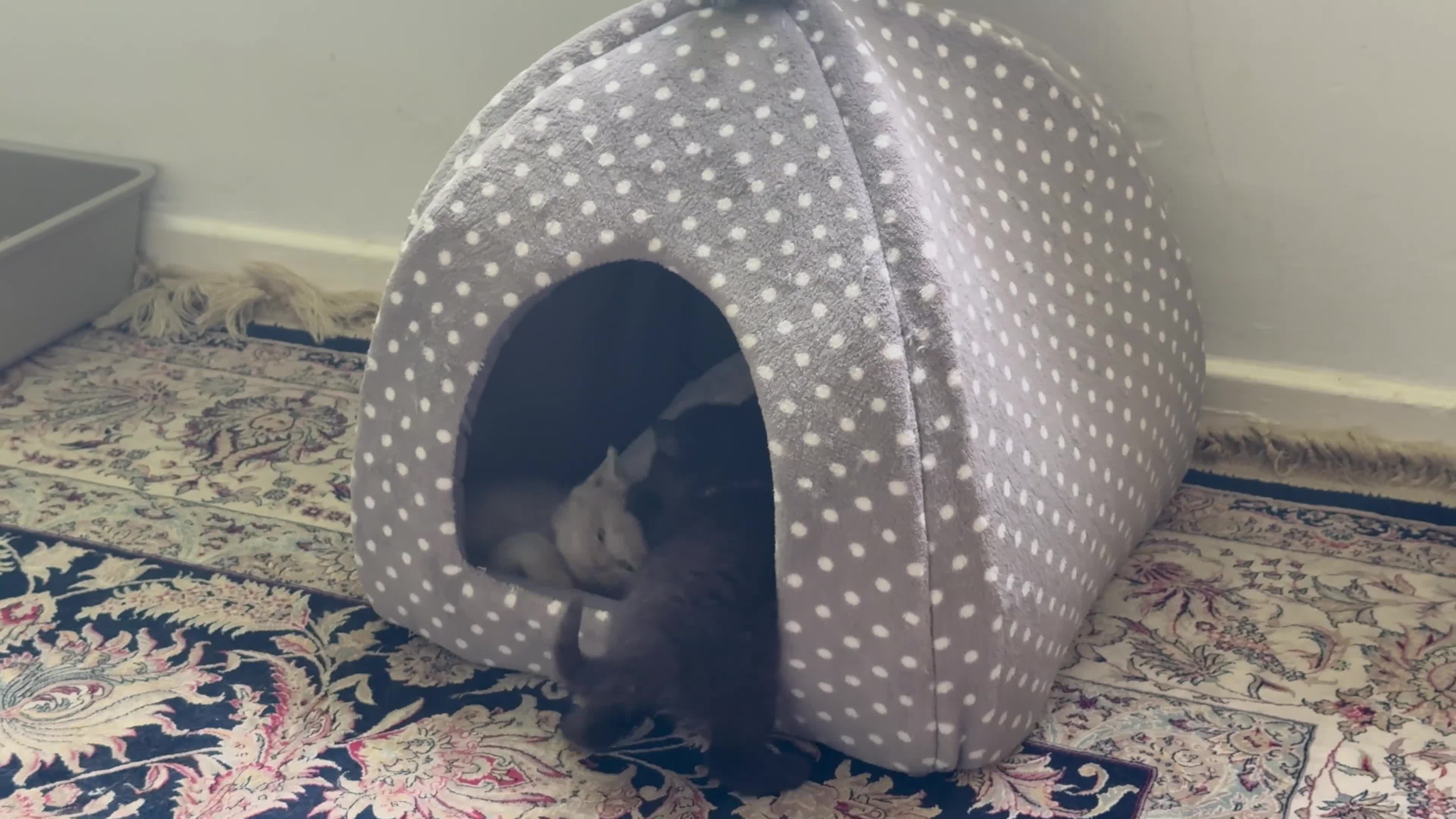 British Shorthair cats for sale: Exceptional BSH kittens  - Video 1