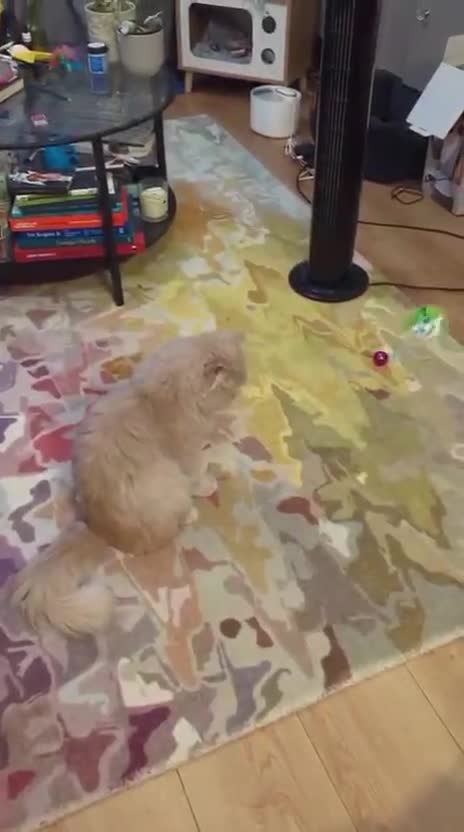 Mixed Breed cats for adoption: SIMBA BEAUTIFUL PERSIAN BOY MEDIUM ENERGY - Video 2