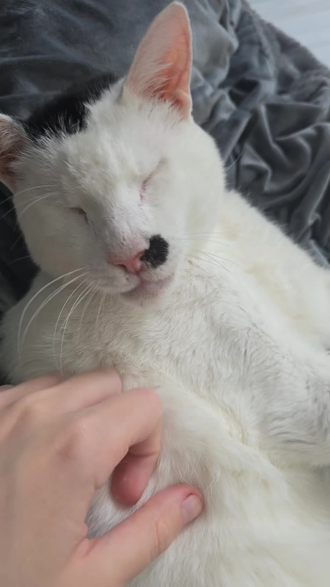 Domestic Shorthair cats for sale: Help us find this boy a home! - Video 1