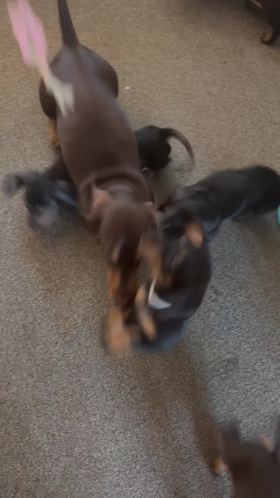 Miniature Dachshund dogs for sale: Gorgeous mini dachshunds ready to leave now - Video 1