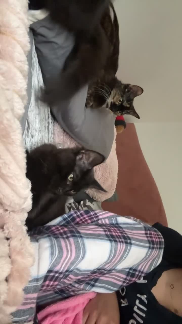 British Longhair cats for sale: 2 fluffy female kittens  - Video 2