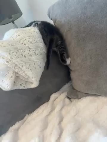 Mixed Breed cats for sale: Male kittens  - Video 2