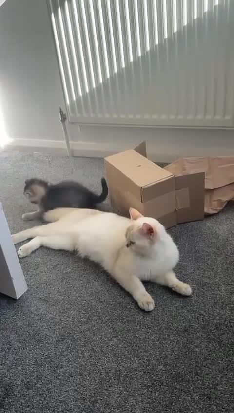 British Shorthair cats for sale: Blue eyed Golden British Shorthair female & male - Video 2