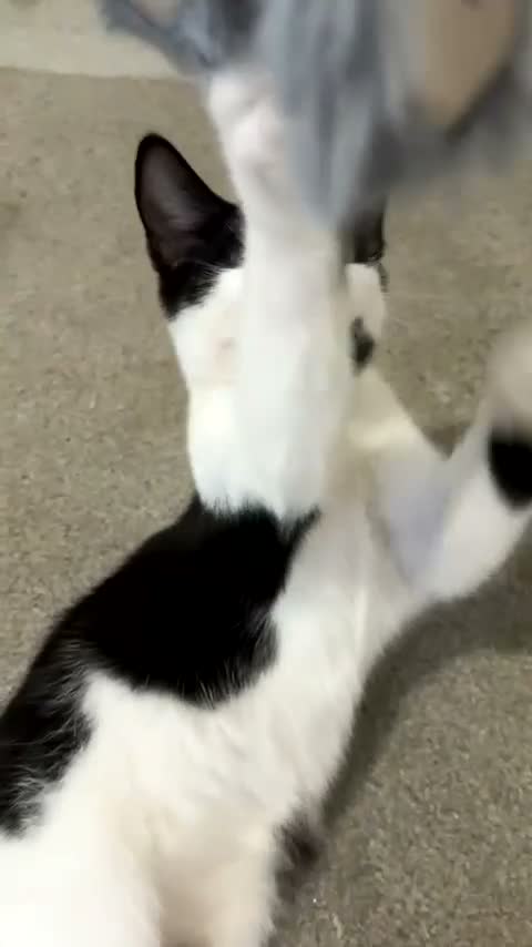 Mixed Breed cats for sale: cute soft boy kitten ready to find a loving home in Grays - Video 3